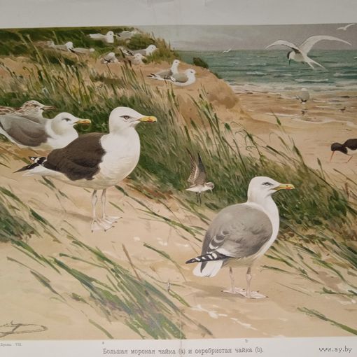 Большая морская чайка. ХРОМОЛИТОГРАФИЯ. Спб. конец 19в.