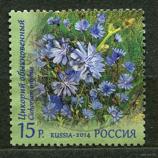 Цветы. Цикорий обыкновенный. Россия. 2014