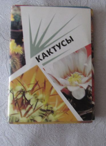 Кактусы.