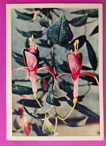Фуксия. Чистая. 1965 года. Гайлитис. 2329.