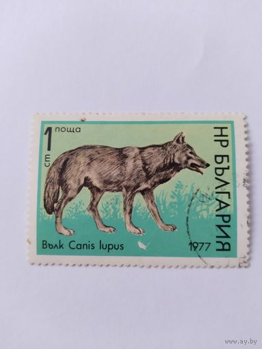 Болгария  1977 волк