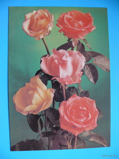 Костенко Г.(фото), Розы, 1982, чистая.