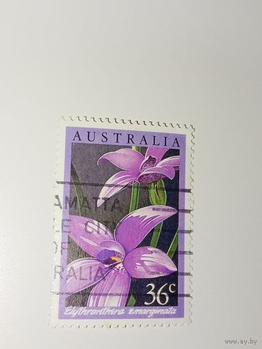 Австралия год 1986.   орхидея Elythranthera emarginata.