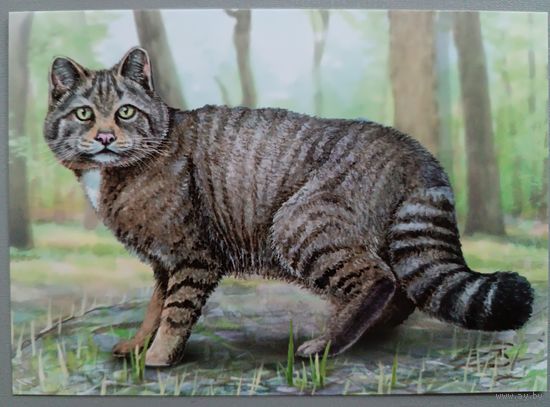 Лесной кот. Фауна. Открытка, глянец