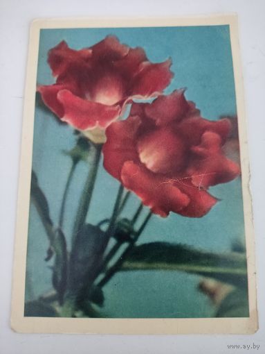 Открытка "Глоксиния" 1963г, фото Л.Раскина