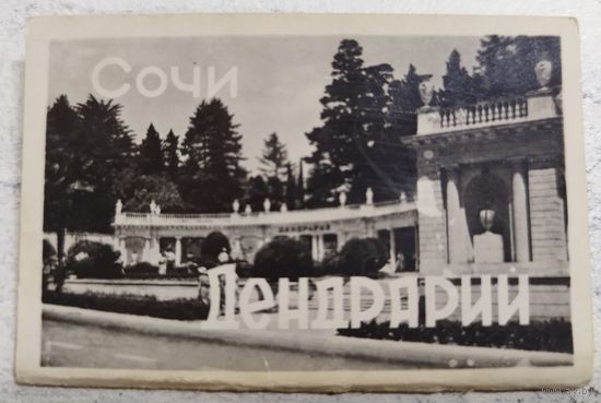 Сочи. Дендрарий. 1967