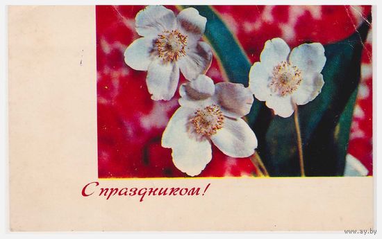 Открытка 1970 Фото И. Дергилева, подписана