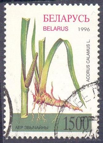 Беларусь 1996 флора лекарственные растения аир