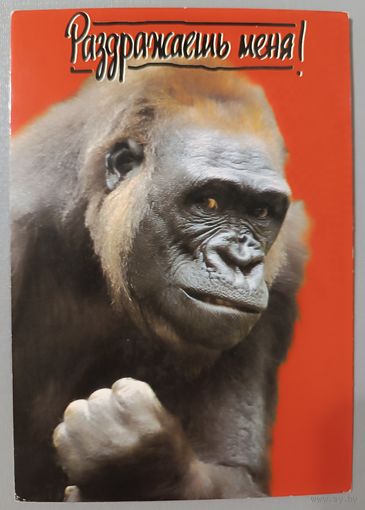 Обезьяна. Открытка