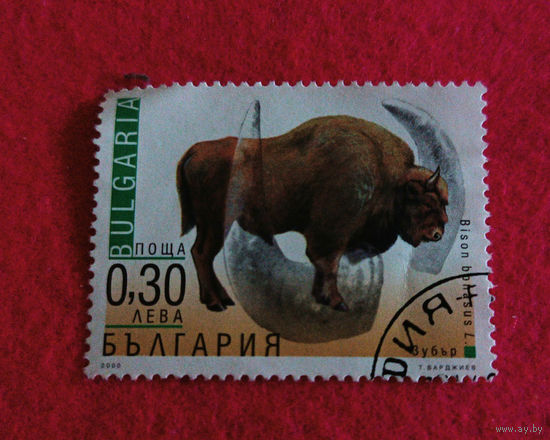 Болгария, 2000, зубр