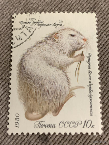 СССР 1980. Нутрия белая азербайджанская. Марка из серии