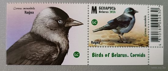 Галка. Марка с купоном. Беларусь, 2024