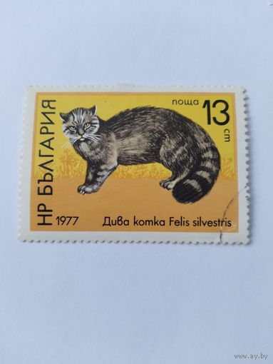 Болгария  1977  дик.кошка