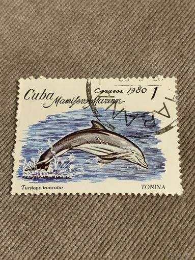 Куба 1980. Дельфины. Tursiops truncatus. Марка из серии