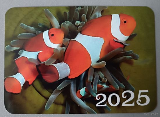 Рыбки. Календарик, глянец, 2025