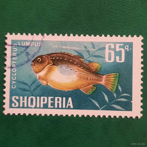 Албания 1967. Фауна. Рыбы. Cyclopterus Lumpus