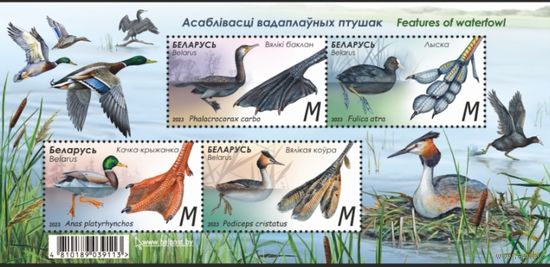 Особенности водоплавающих птиц. Беларусь, 2023