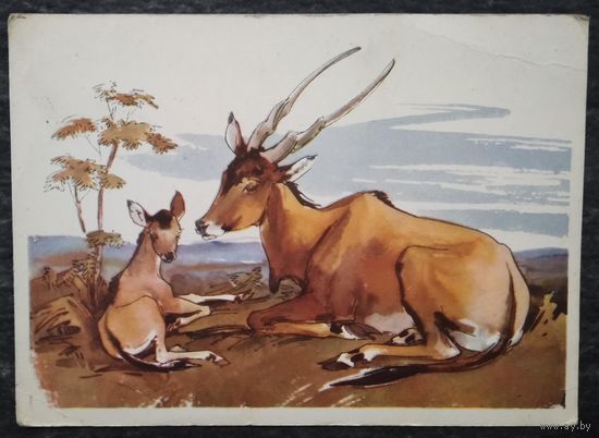 Алексеев М. и Строганова Н. Антилопа с детенышем 1964 г. Чистая