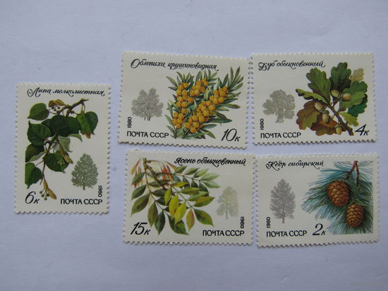 Деревья и кустарники.