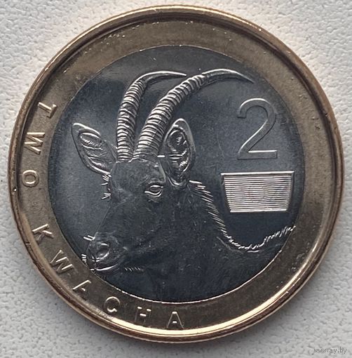 Замбия 2 квачи 2024 г.