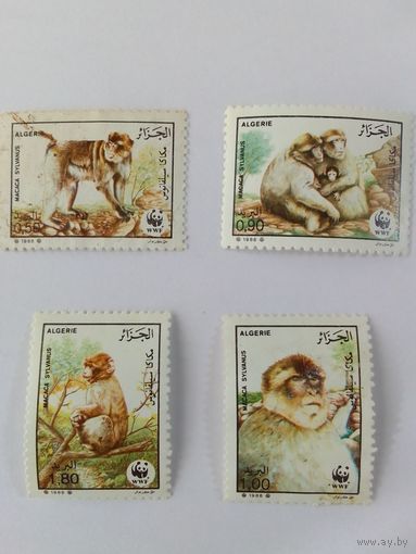 Марки  Обезьяны Алжир  1988г  4 шт
