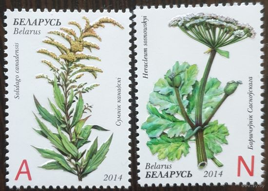 2014 Инвазивные растения    Беларусь