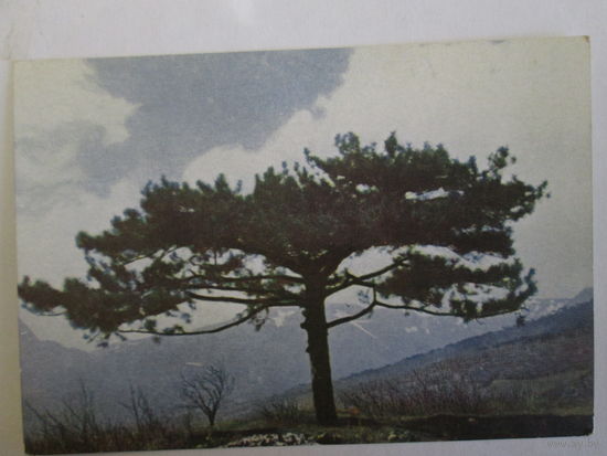 Открытка.1949г.