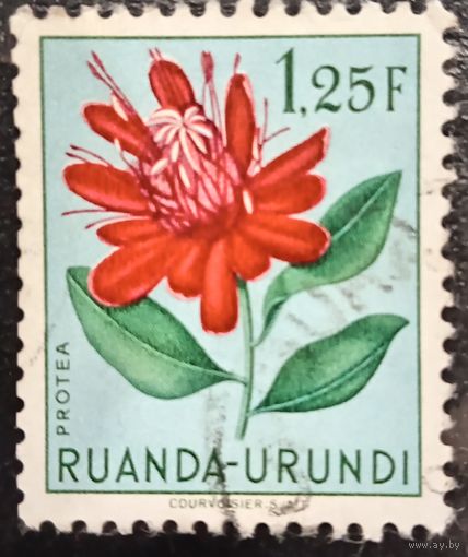 Руанда. Флора. Цветы. Protea