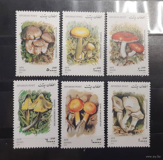 Афганистан. 2001 год. Флора. Грибы (92)
