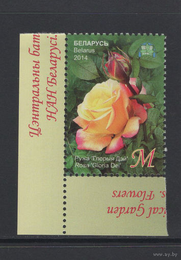 Флора цветы Беларусь 2014 Центральный ботанический сад "Роза"Глория Дей"