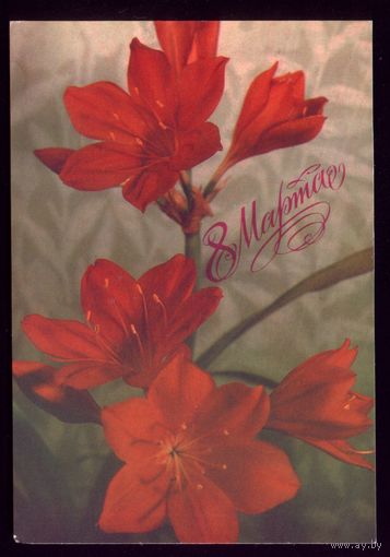 1988 год А.Геодакова 8 марта