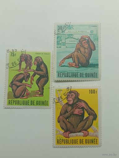 Гвинея 1969. Знаменитый гвинейский шимпанзе Тарзан