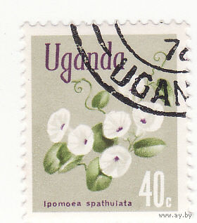 Ипомея  1969 год