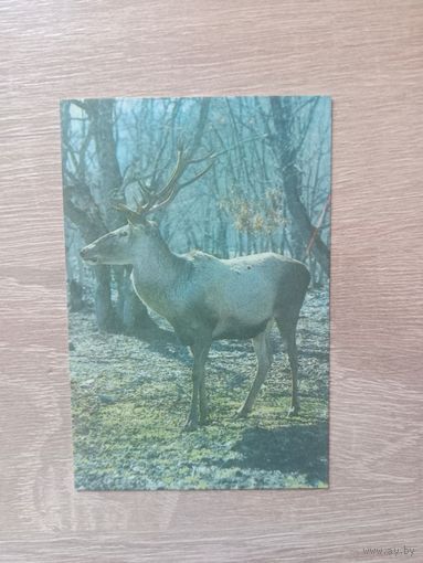 Календарик 1989