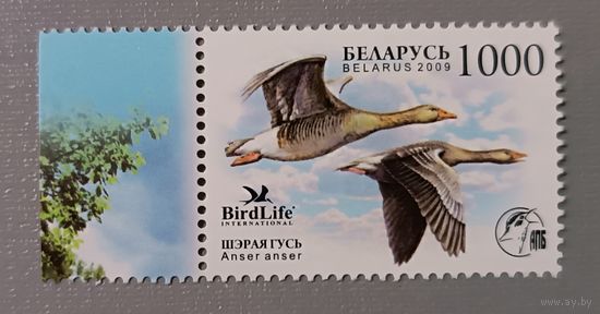 Серый гусь. Серия из 1 марки, 2009. Беларусь