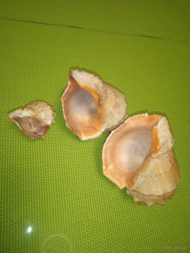 Ракушки морские 4 шт.