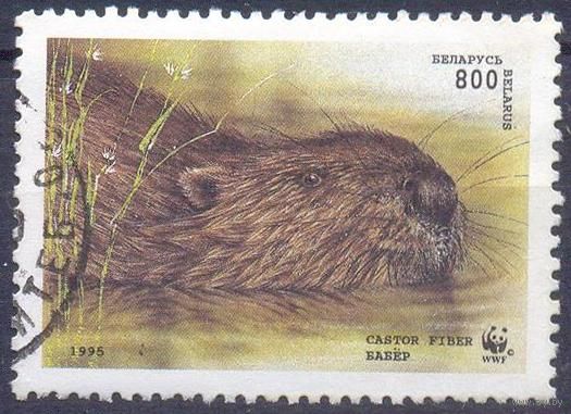 Беларусь фауна WWF бобр