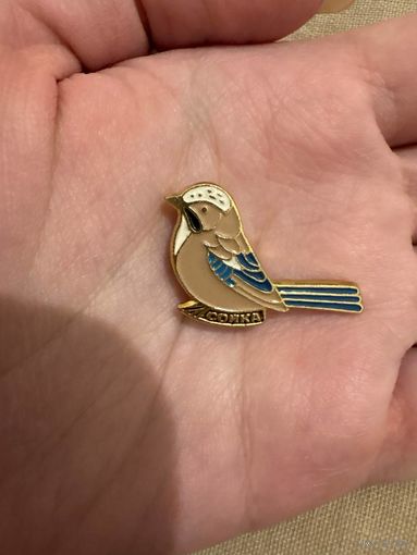 Сойка значок