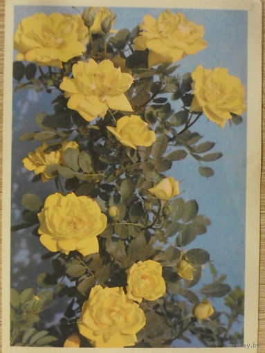 ЧИСТАЯ ОТКРЫТКА СССР. РОЗА "ЛЮТЕЯ ПЛЕНА" фото. Н. МАТАНОВА.1982 год.