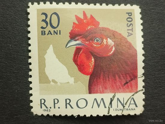 Румыния 1963. Птицы - Домашняя птица