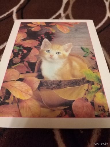 Открытка. Кошка.
