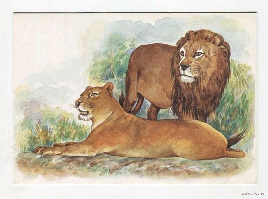 Открытка. Фауна. Семейство кошачьих. Лев. Животные. Зоопарк. (чистая)