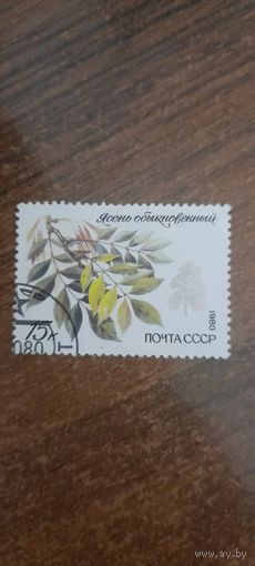 СССР 1980. Ясень обыкновенный. Марка из серии