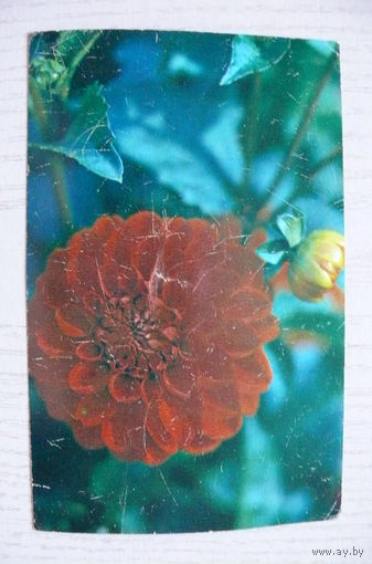 Матанов Н., Георгина; 1983, чистая.