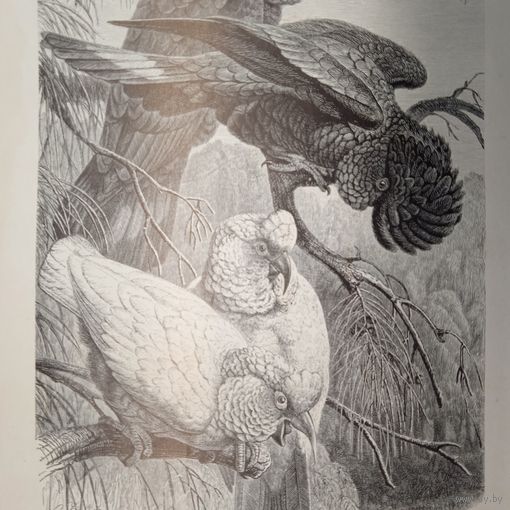 Какаду-вороны и Носатый какаду.Энциклопедическая гравюра Спб .  24х16см.