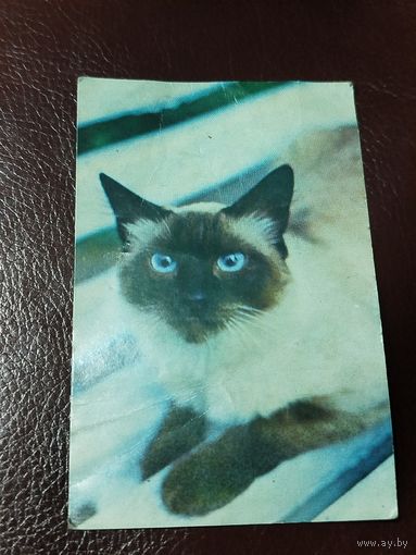 Календарь 1991 Кошка