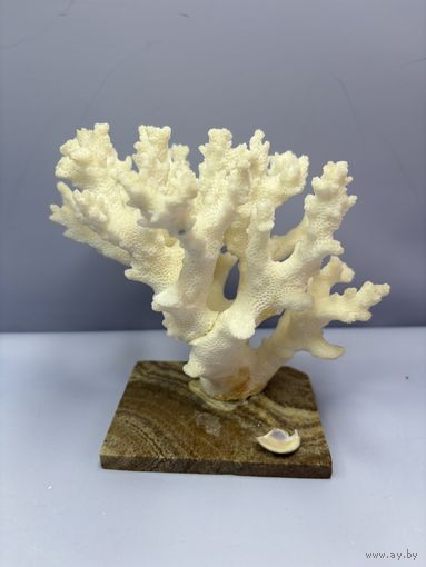 Белый натуральный коралл Acropora на подставке из мрамора или оникса
