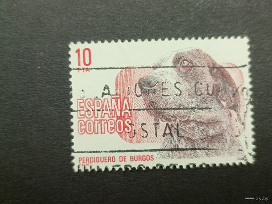 Испания 1983. Собаки
