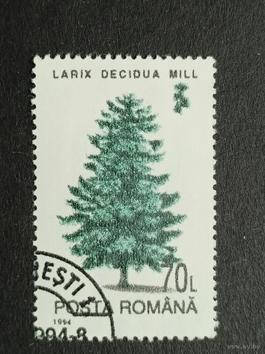 Румыния 1994. Деревья. Лиственница