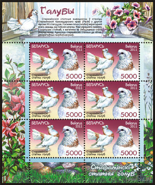 Марки РБ, 898, Малый лист "Староминской статный голубь". 6м. 2011